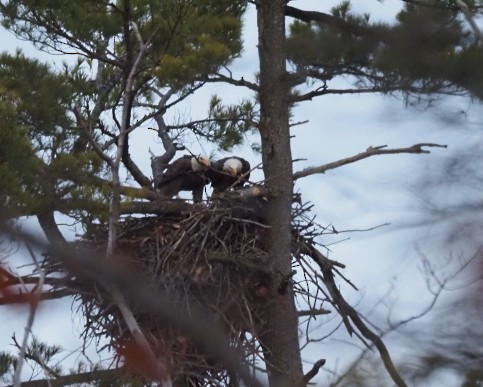 Bald Eagle - ML645710899