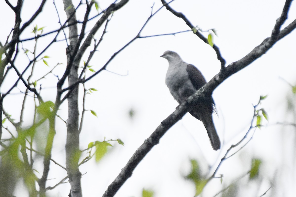Mountain Imperial-Pigeon - ML645710908
