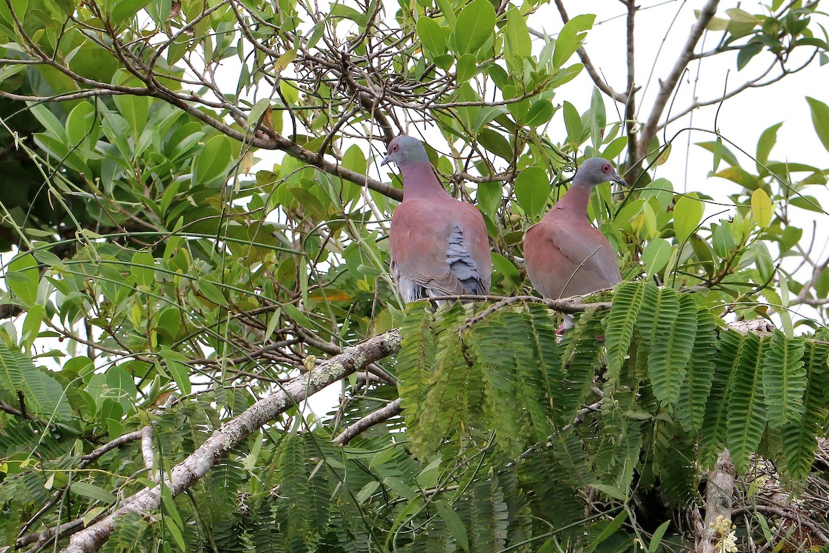 Paloma Colorada - ML645710910