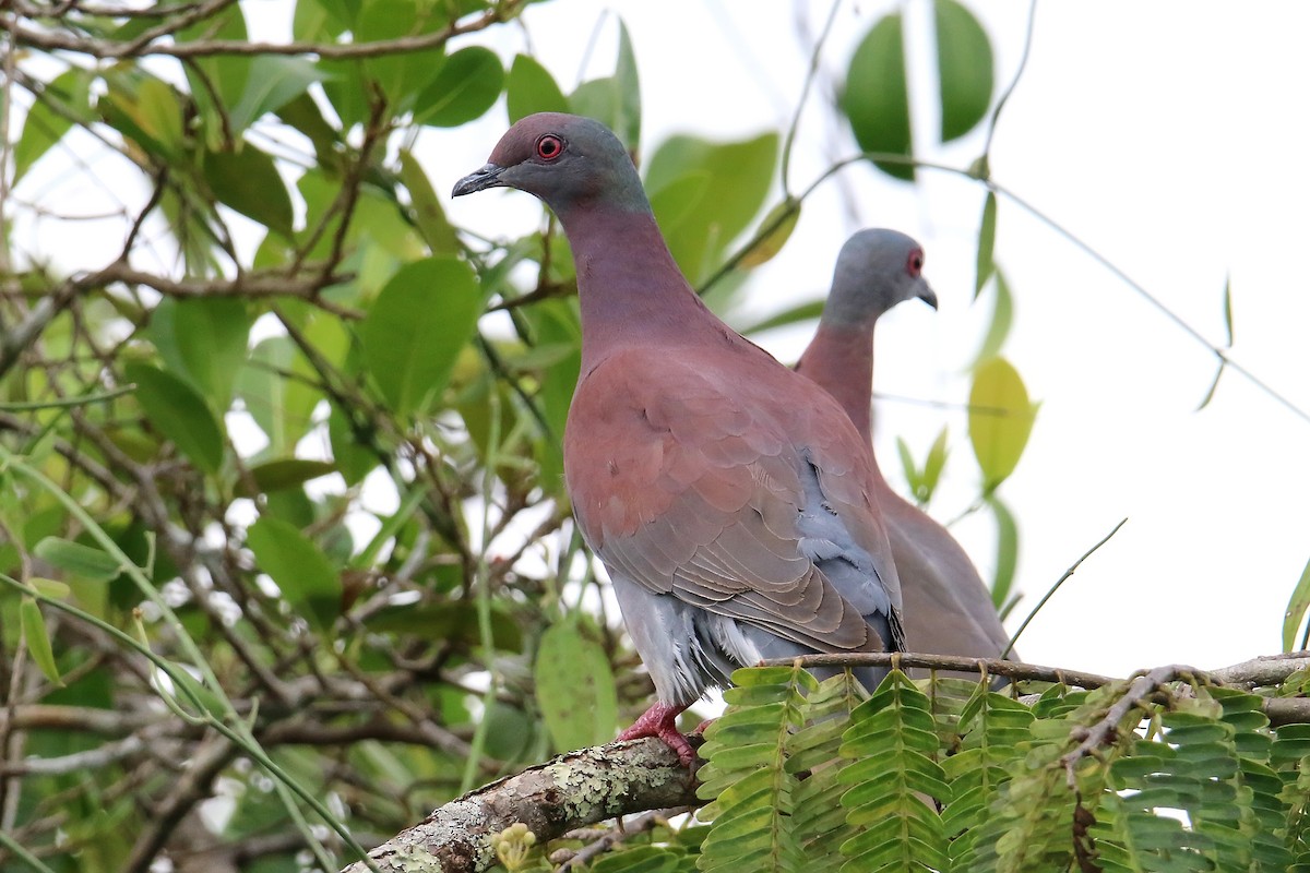 Paloma Colorada - ML645710911