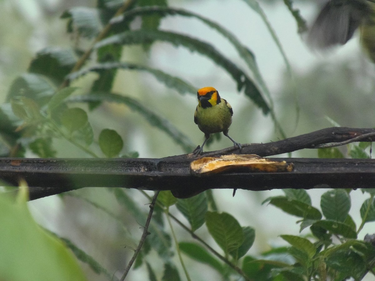 Flame-faced Tanager (Yellow-faced) - ML645710927