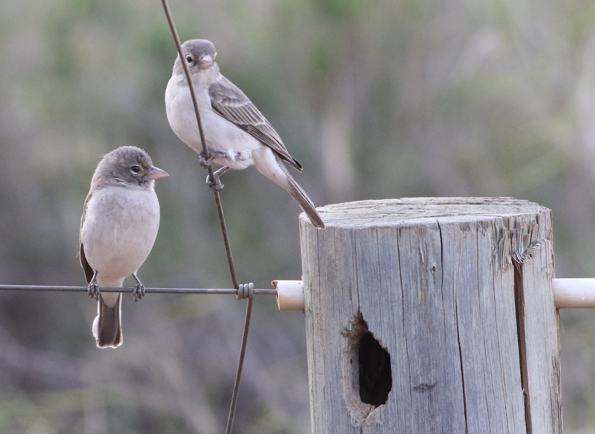 Yellow-spotted Bush Sparrow - ML645710929