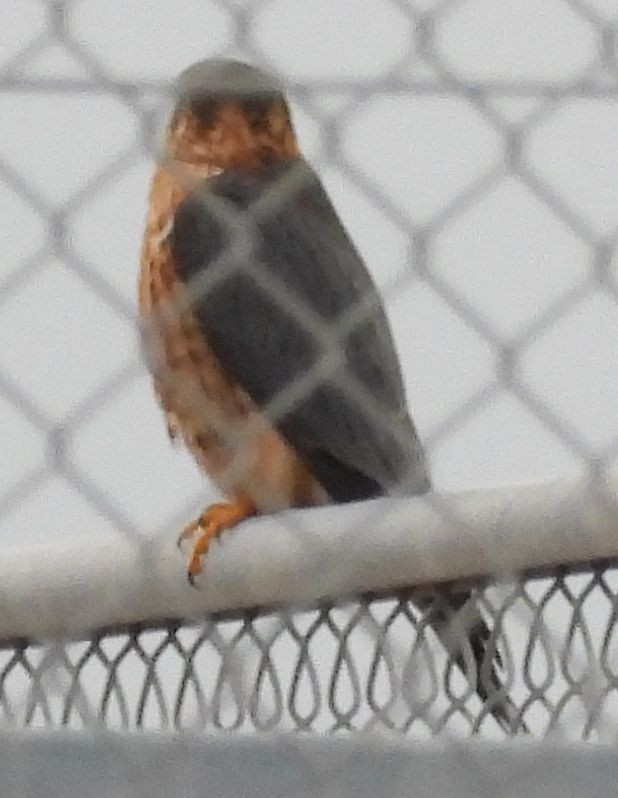 Merlin - ML645710943