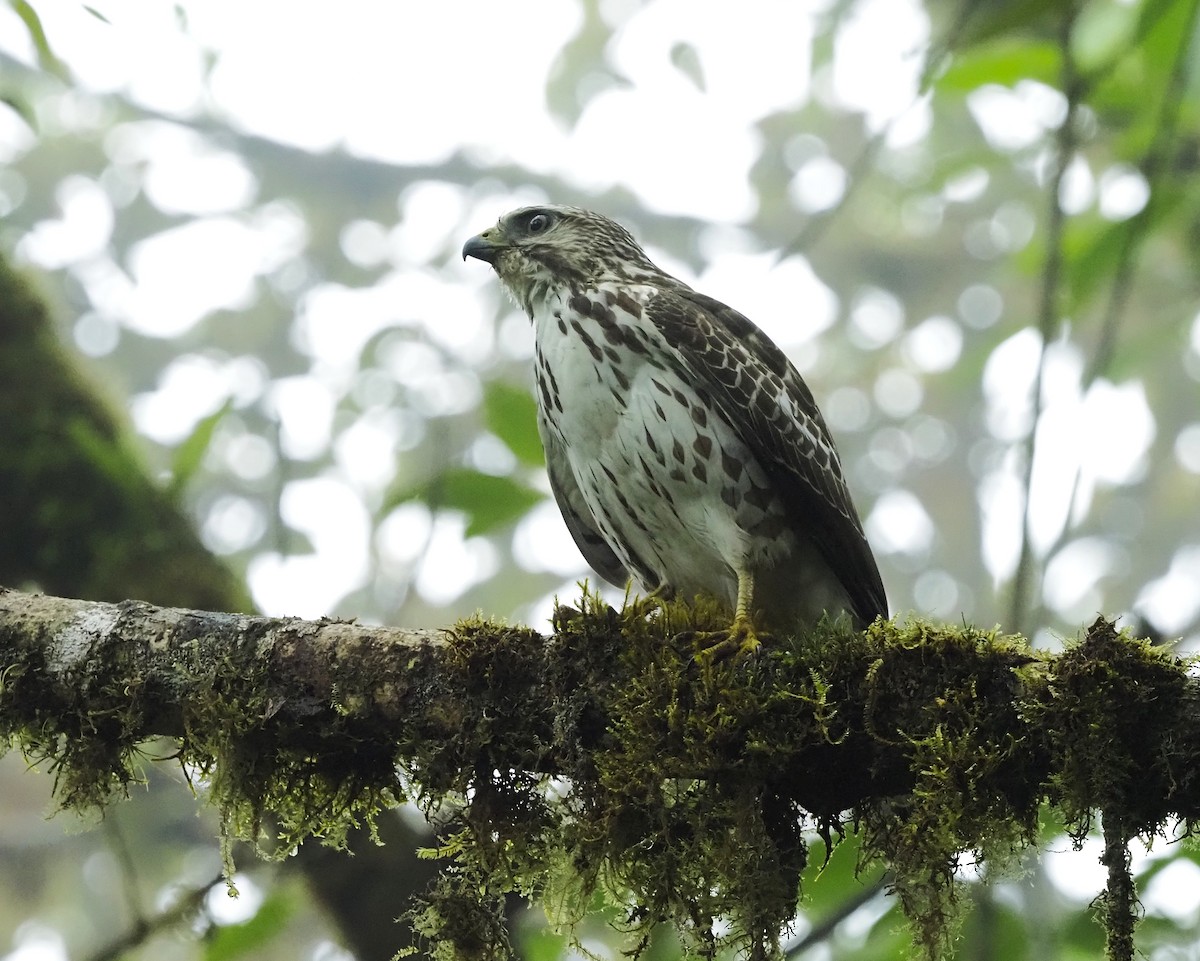 Busardo Aliancho - ML645710961