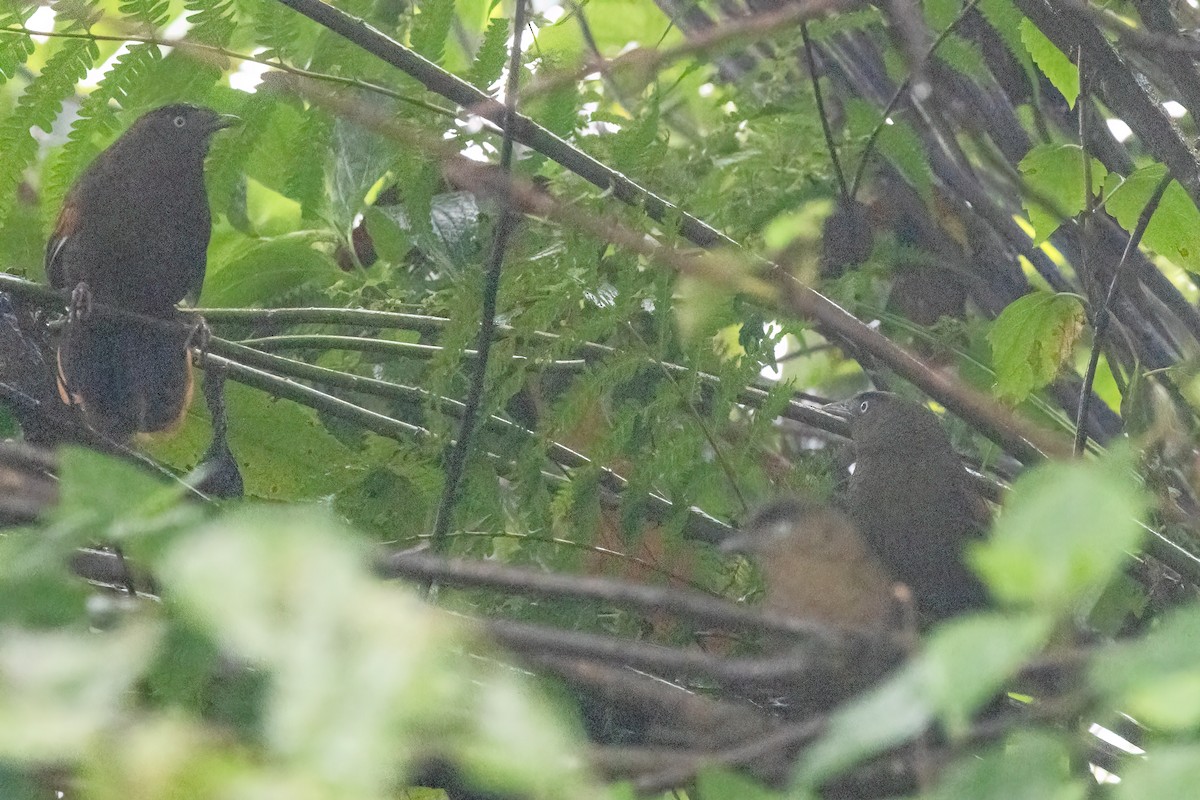 アオバネガビチョウ - ML645710986