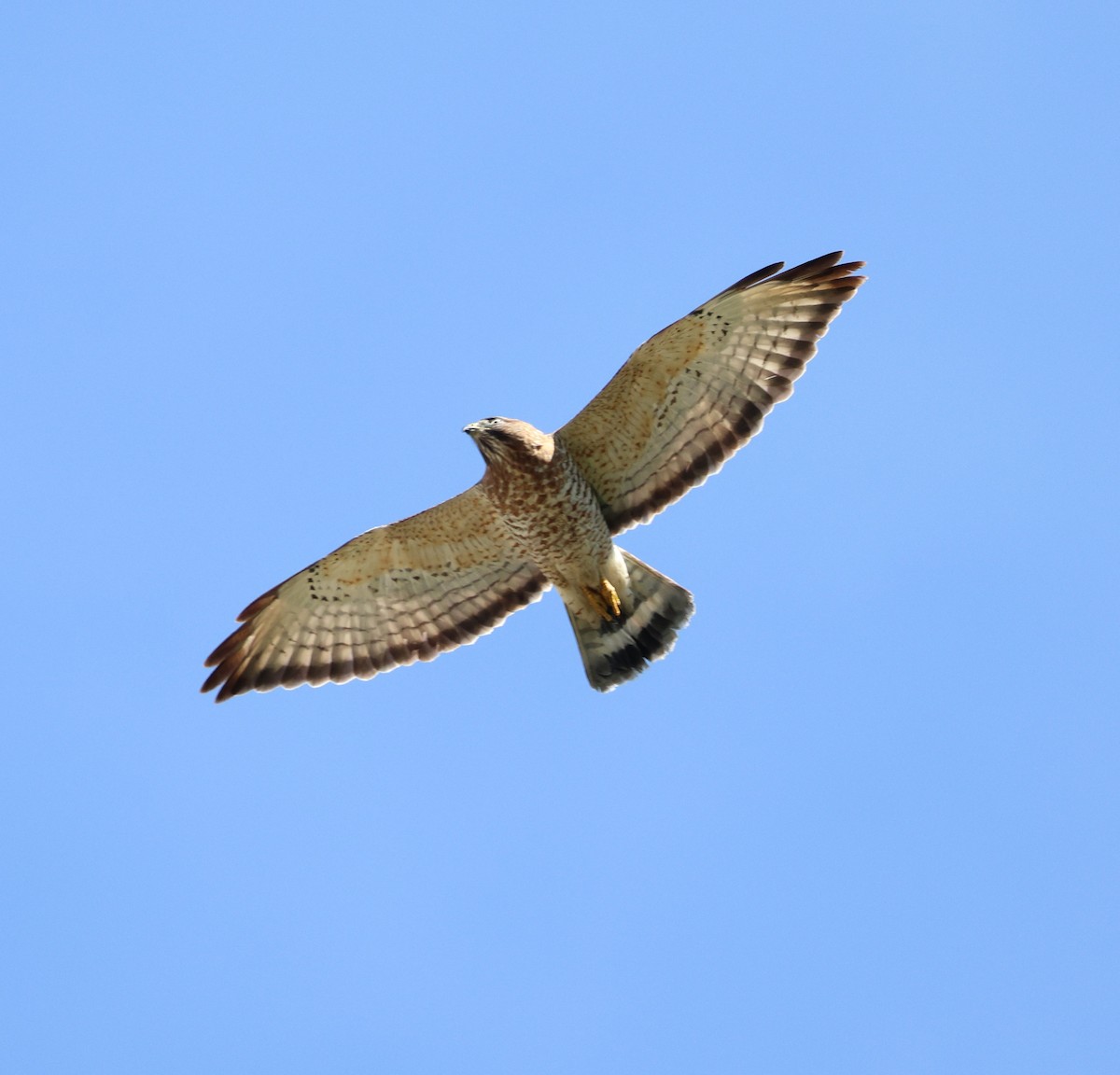 Busardo Aliancho - ML645710987