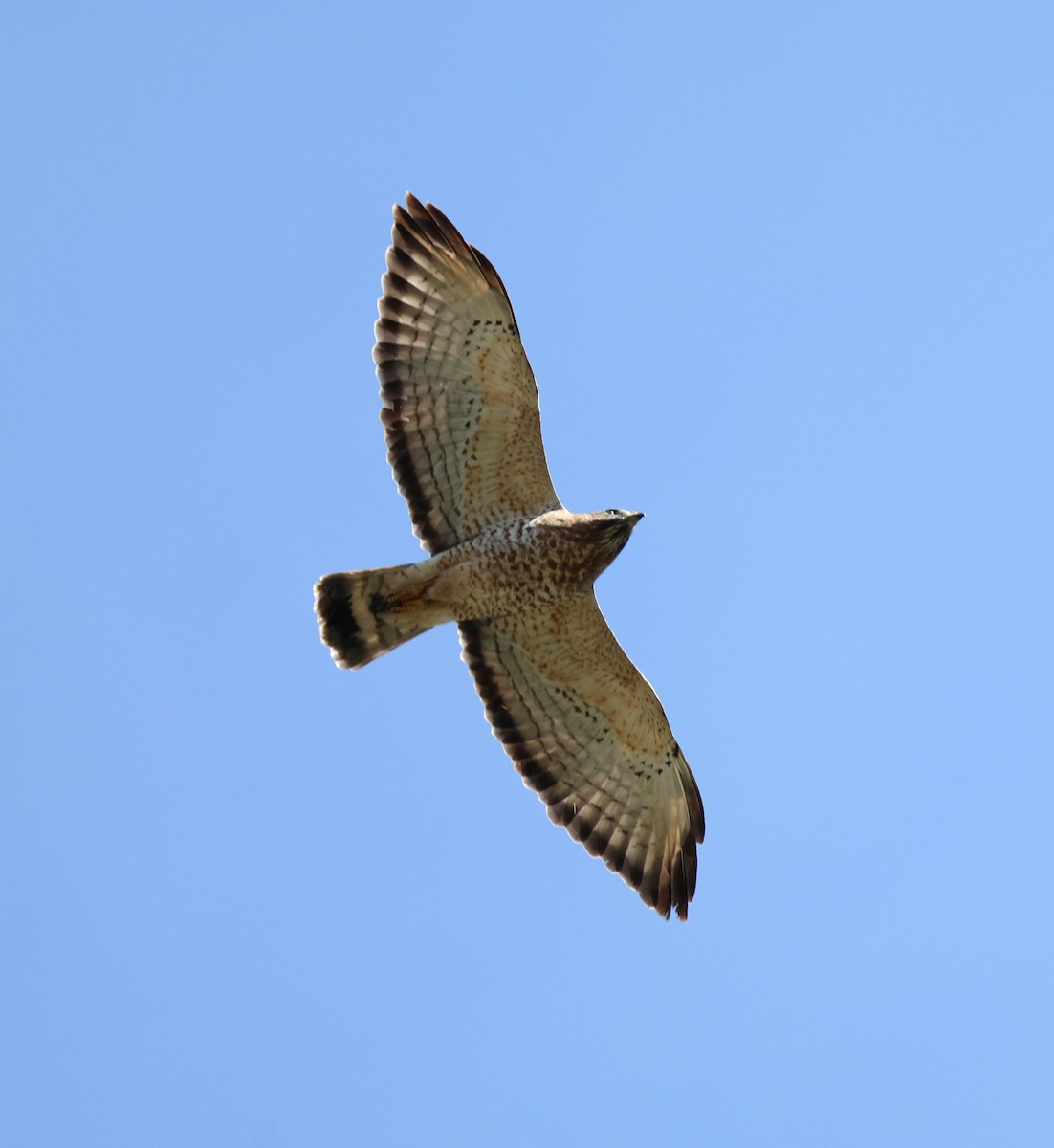 Busardo Aliancho - ML645710989