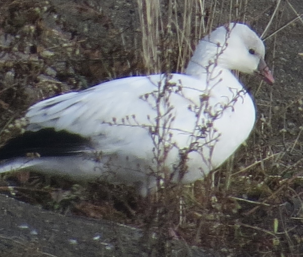 Ross's Goose - ML645710991