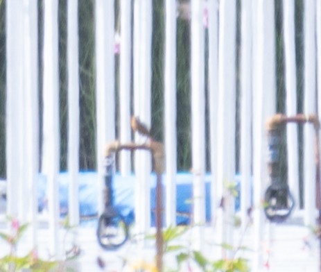 Daurian Redstart - ML645710995