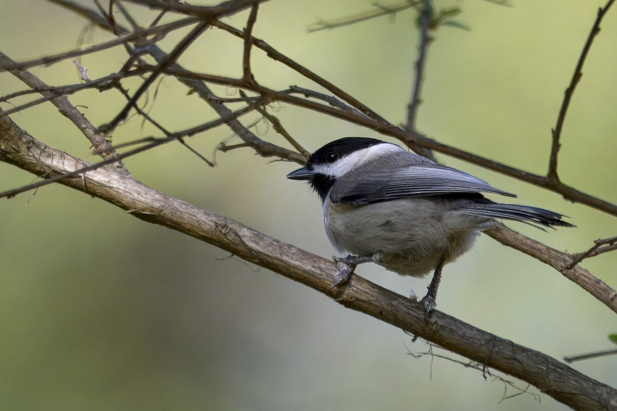 Carolina Chickadee - ML645711004
