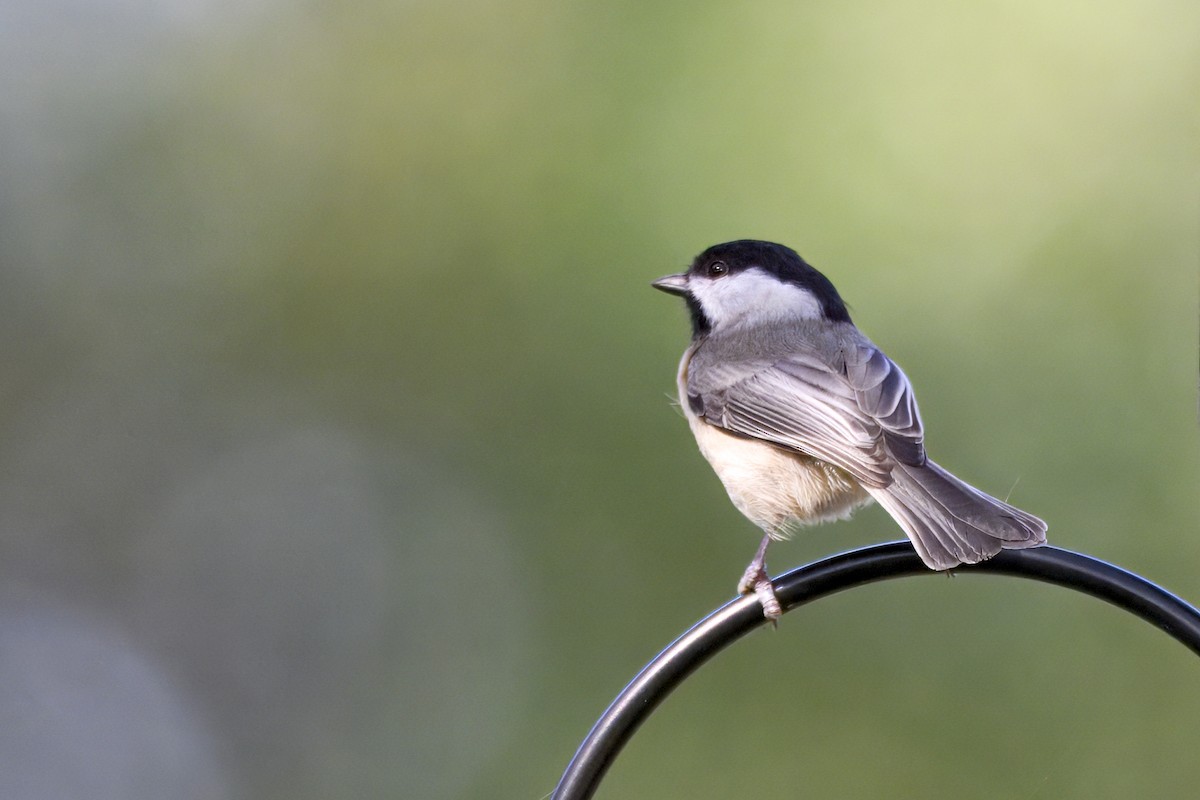 Carolina Chickadee - ML645711005