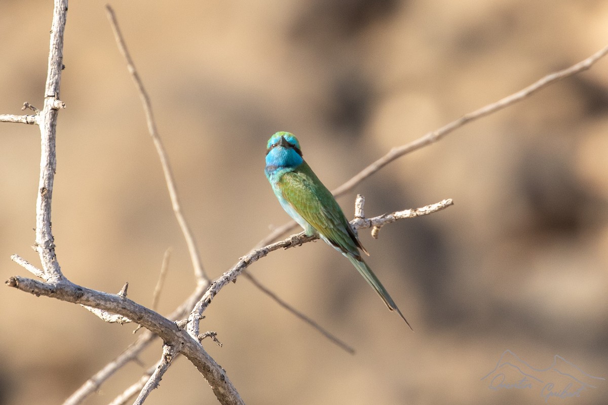 שרקרק גמדי - ML645711012