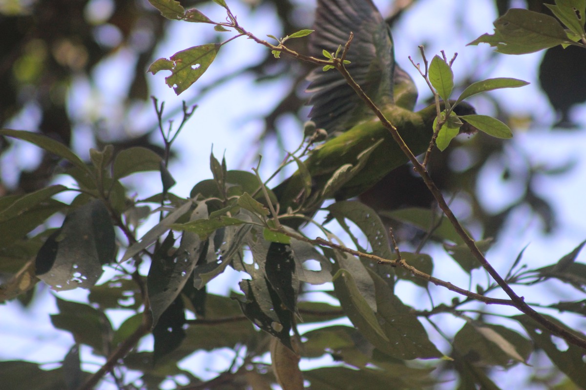 Pileated Parrot - ML645711016