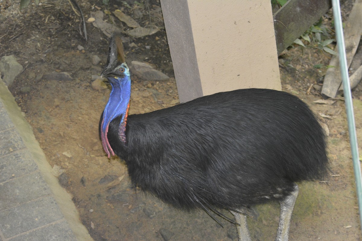 Southern Cassowary - ML645711028