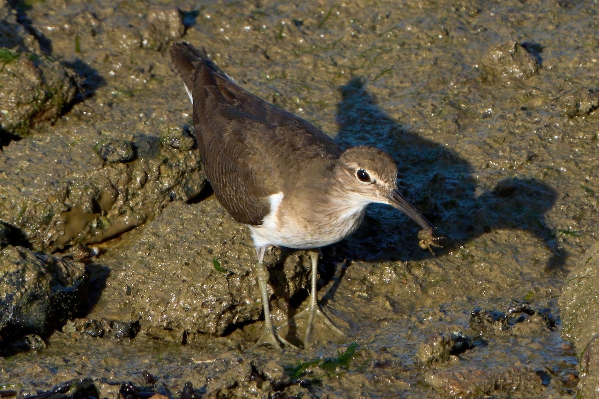 Common Sandpiper - ML645711034