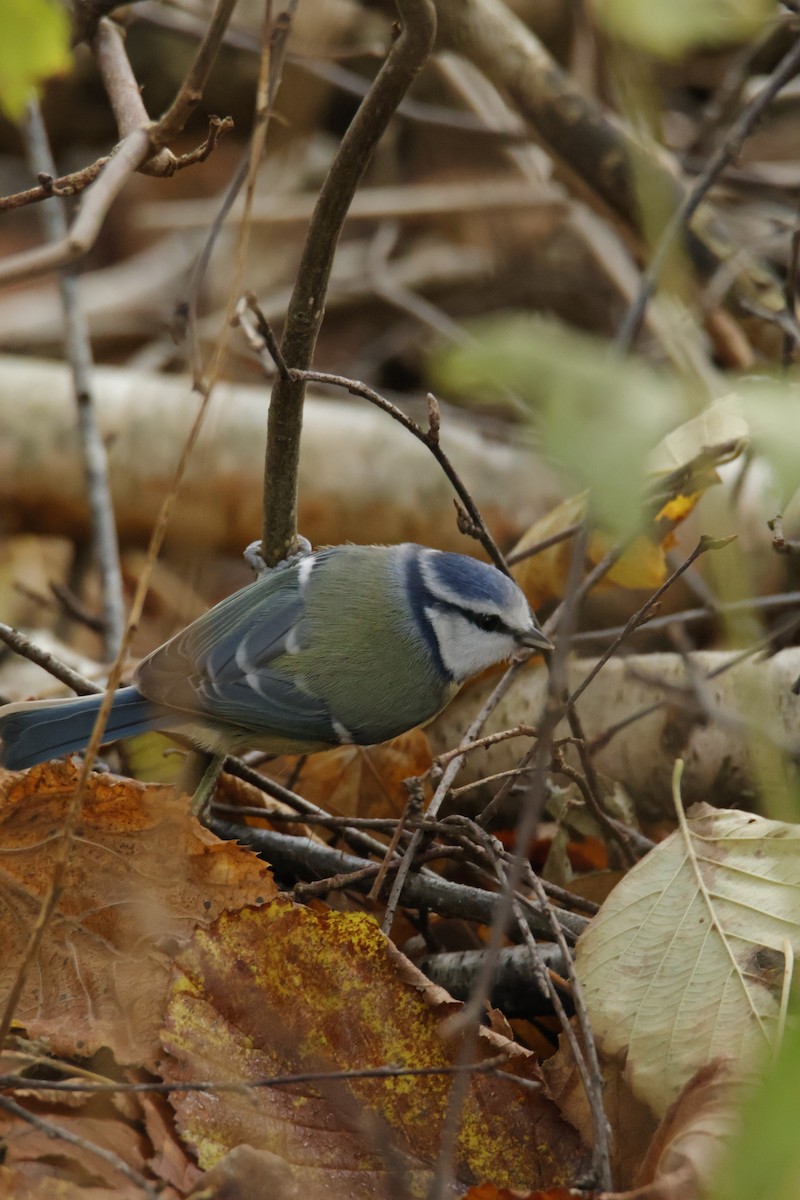 Eurasian Blue Tit - ML645711037