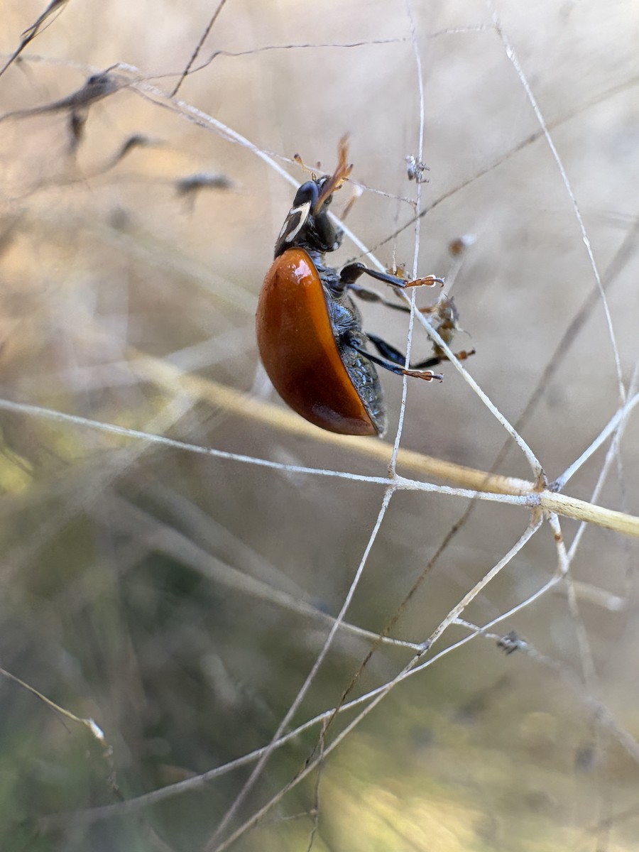 Spotless Lady Beetles - ML645711043