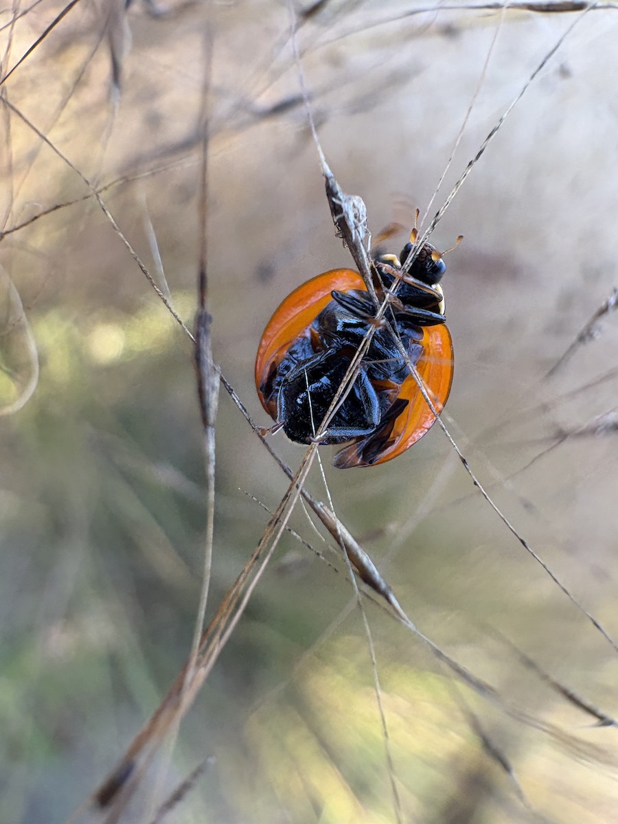 Spotless Lady Beetles - ML645711044