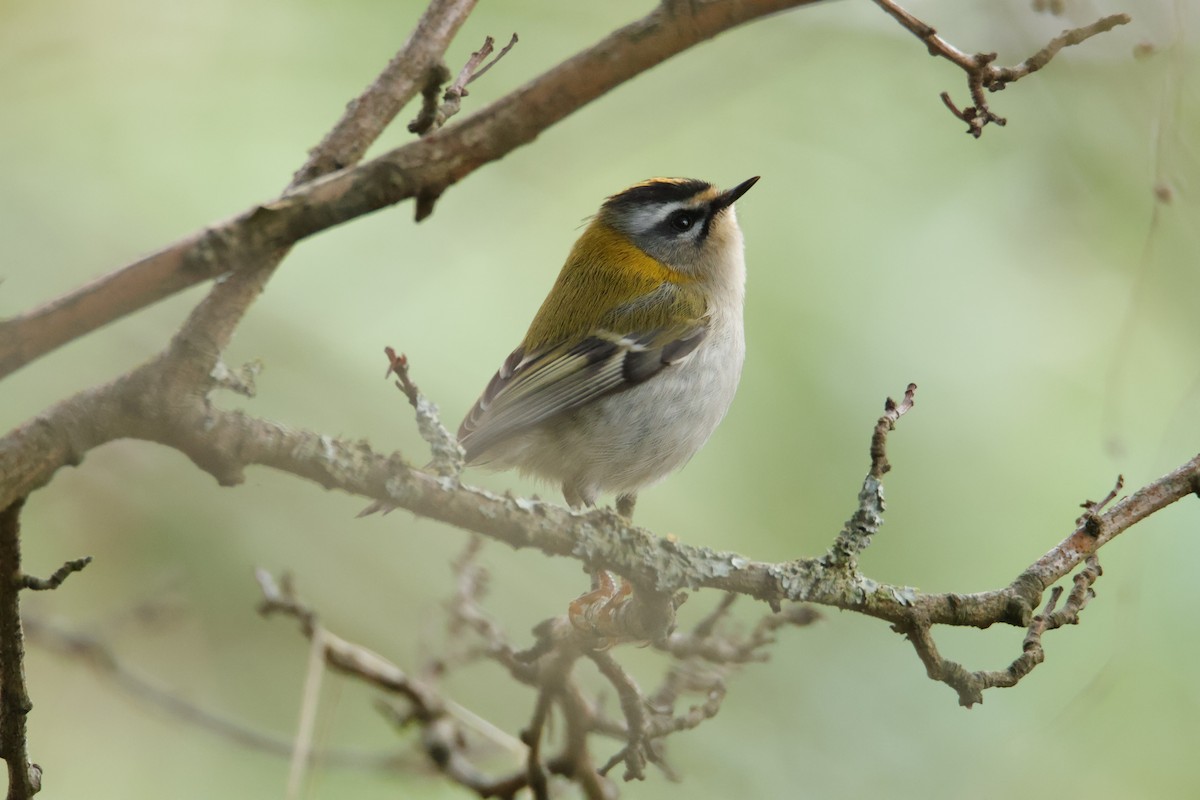 マミジロキクイタダキ - ML645711045