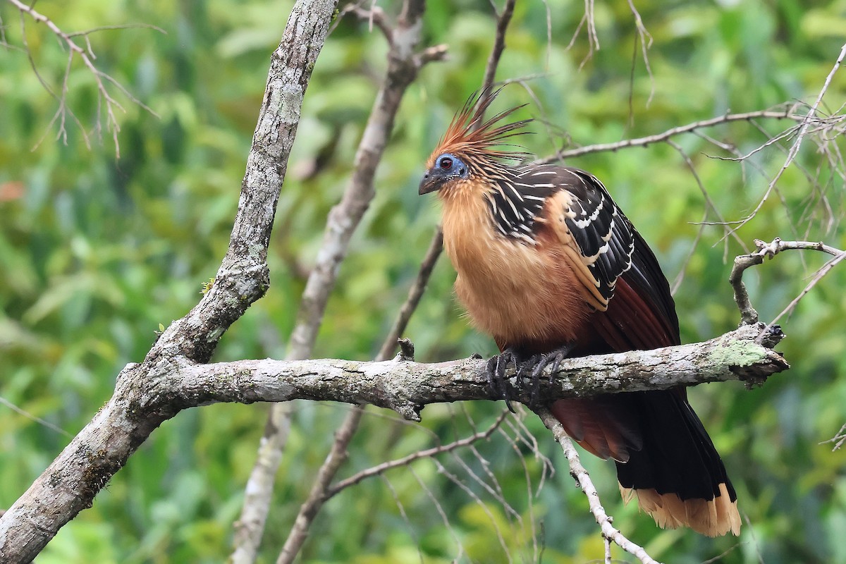 ツメバケイ - ML645711047