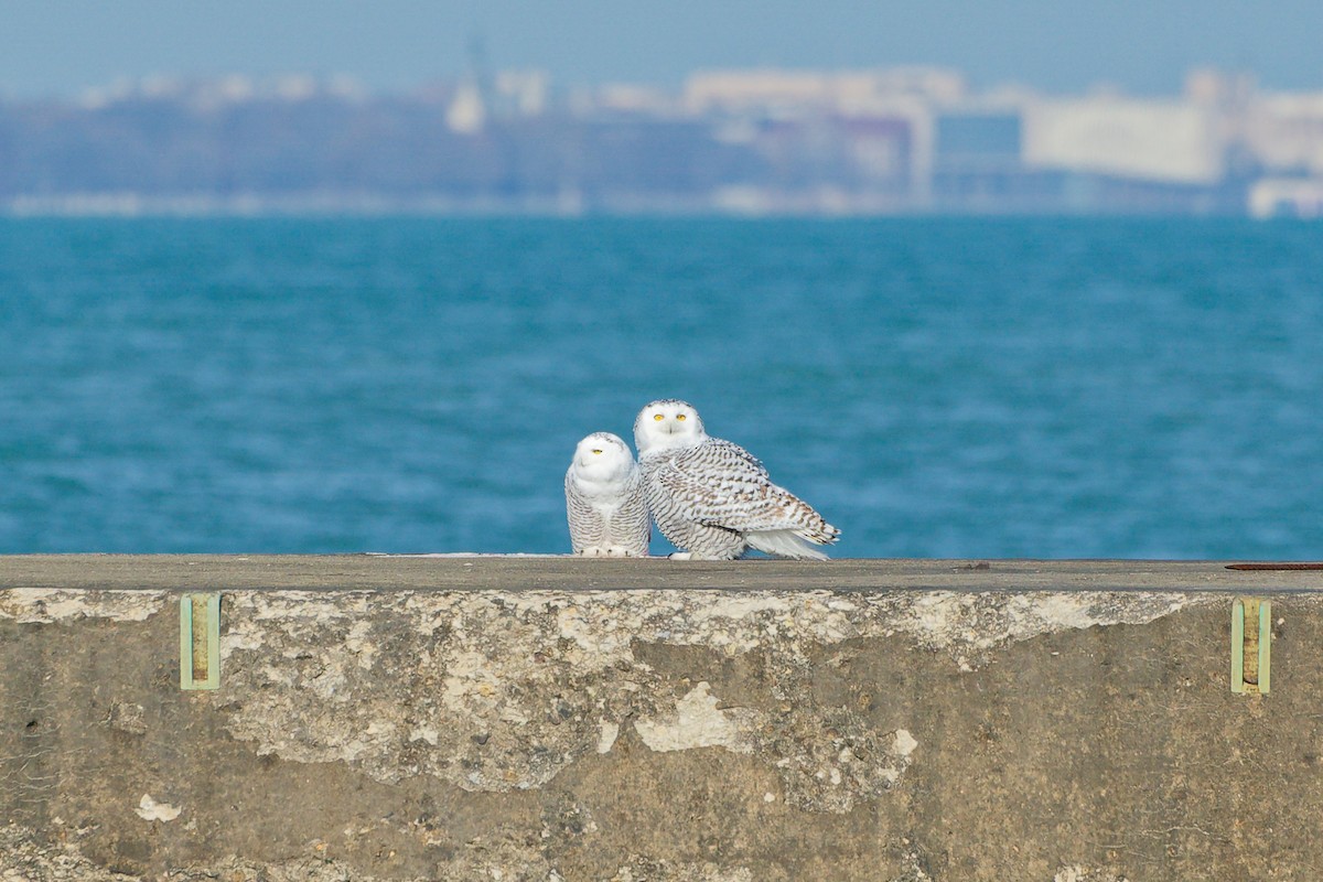 シロフクロウ - ML645711048