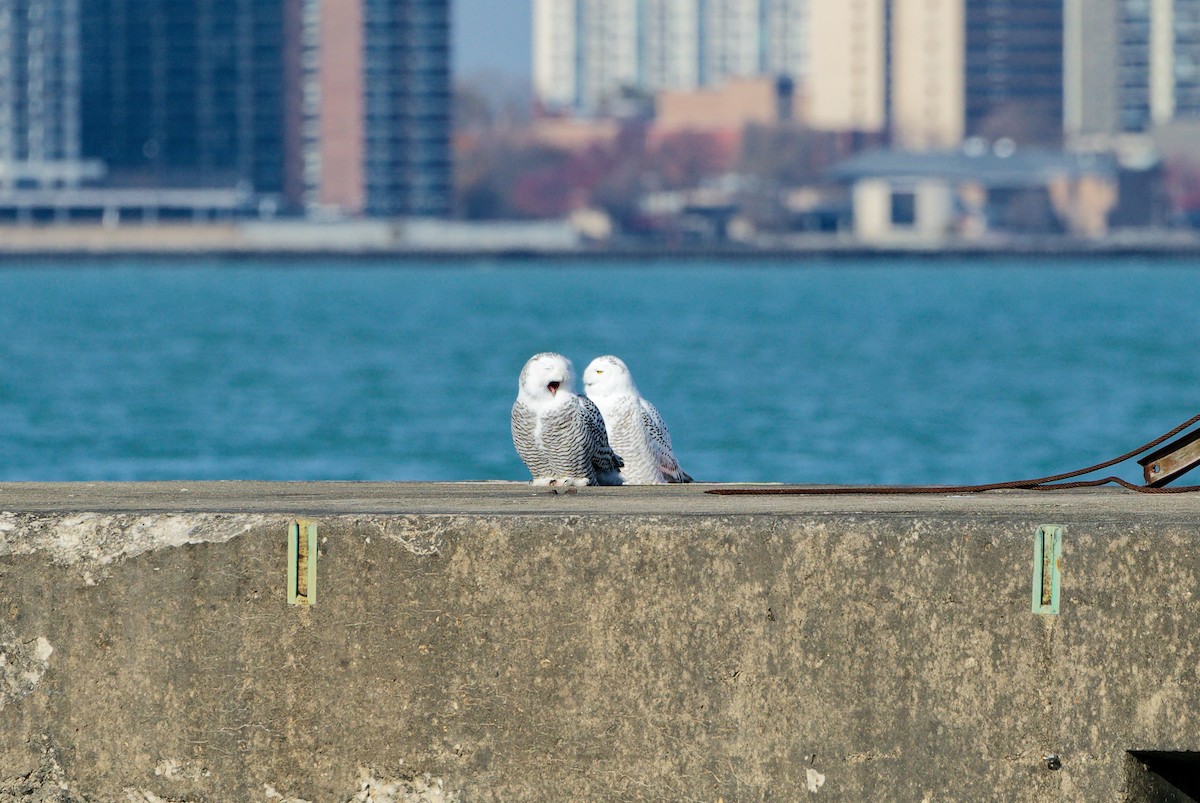 シロフクロウ - ML645711049