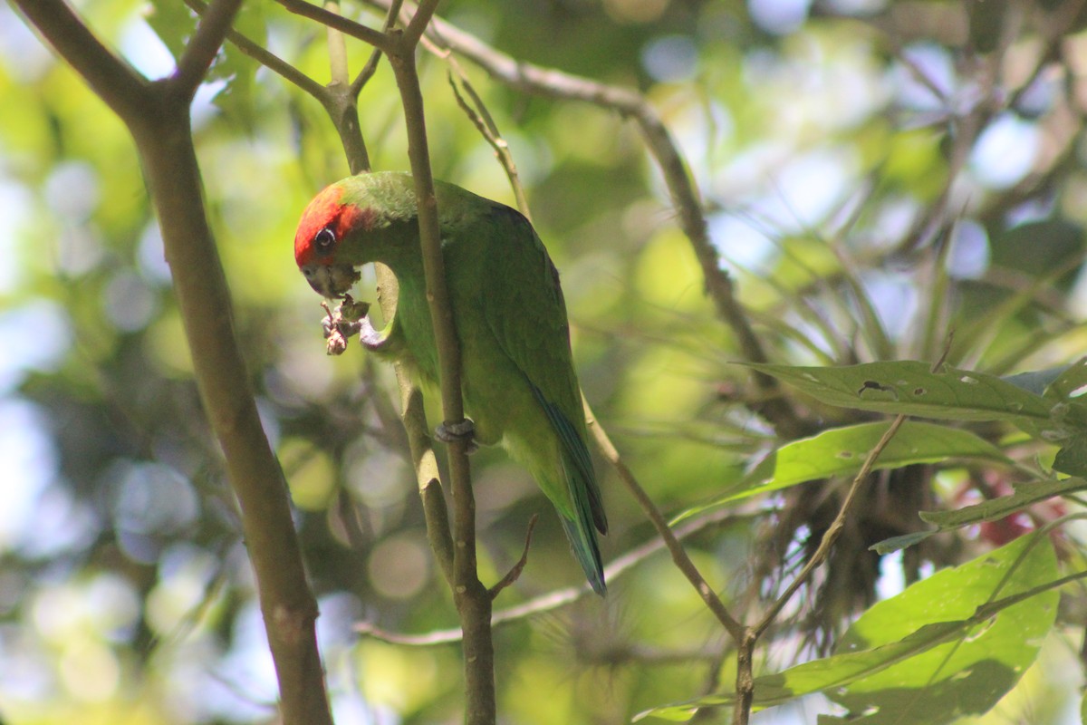 ヒガシラインコ - ML645711051
