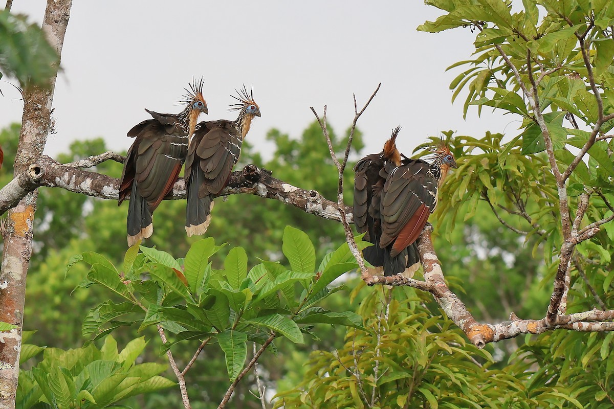 ツメバケイ - ML645711053