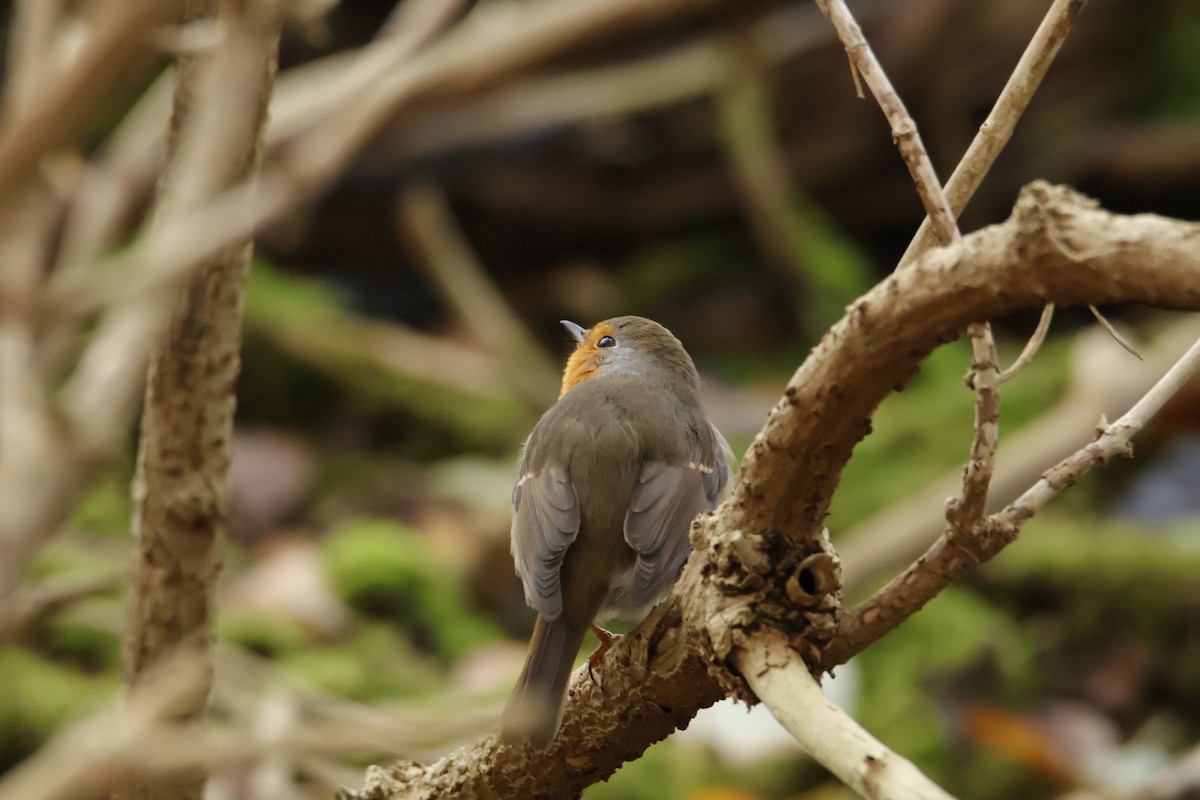 ヨーロッパコマドリ - ML645711054