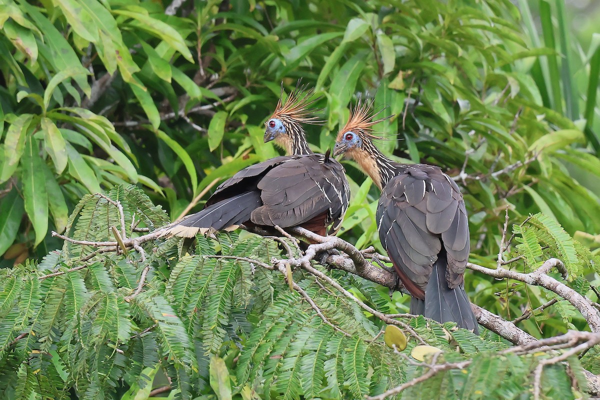 ツメバケイ - ML645711056