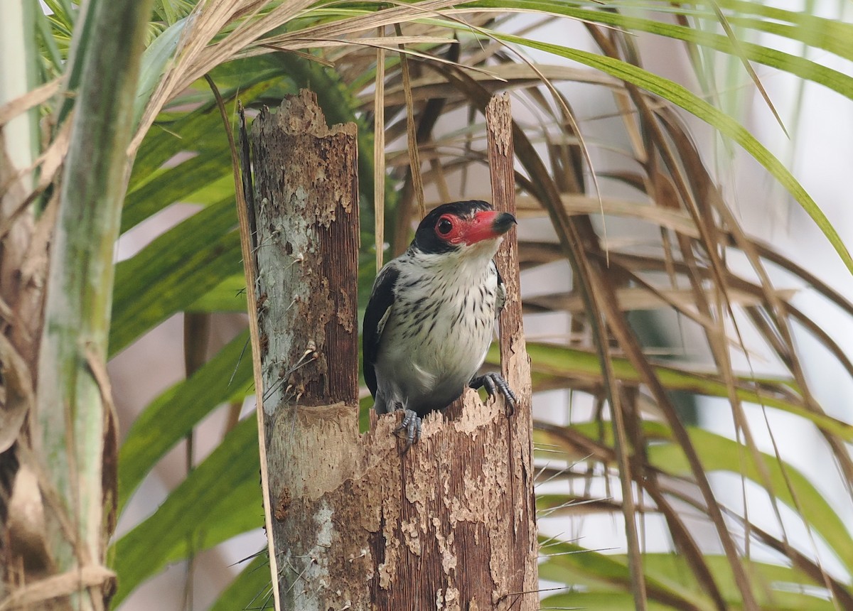 ハグロドリ - ML645711058