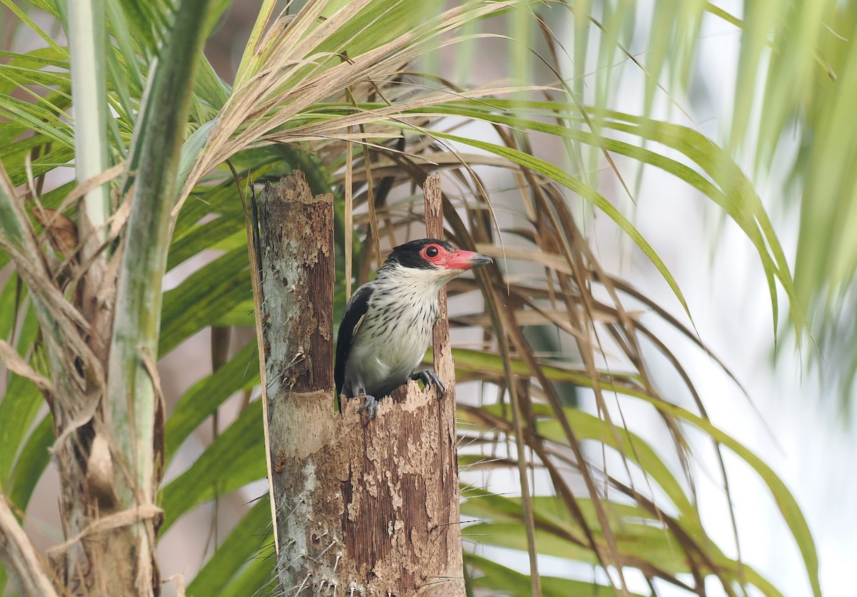 ハグロドリ - ML645711059