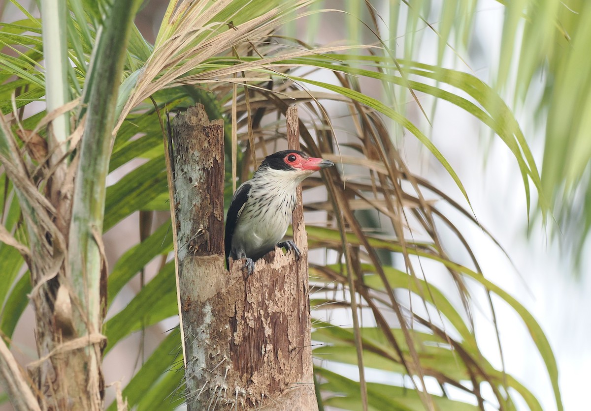 ハグロドリ - ML645711060