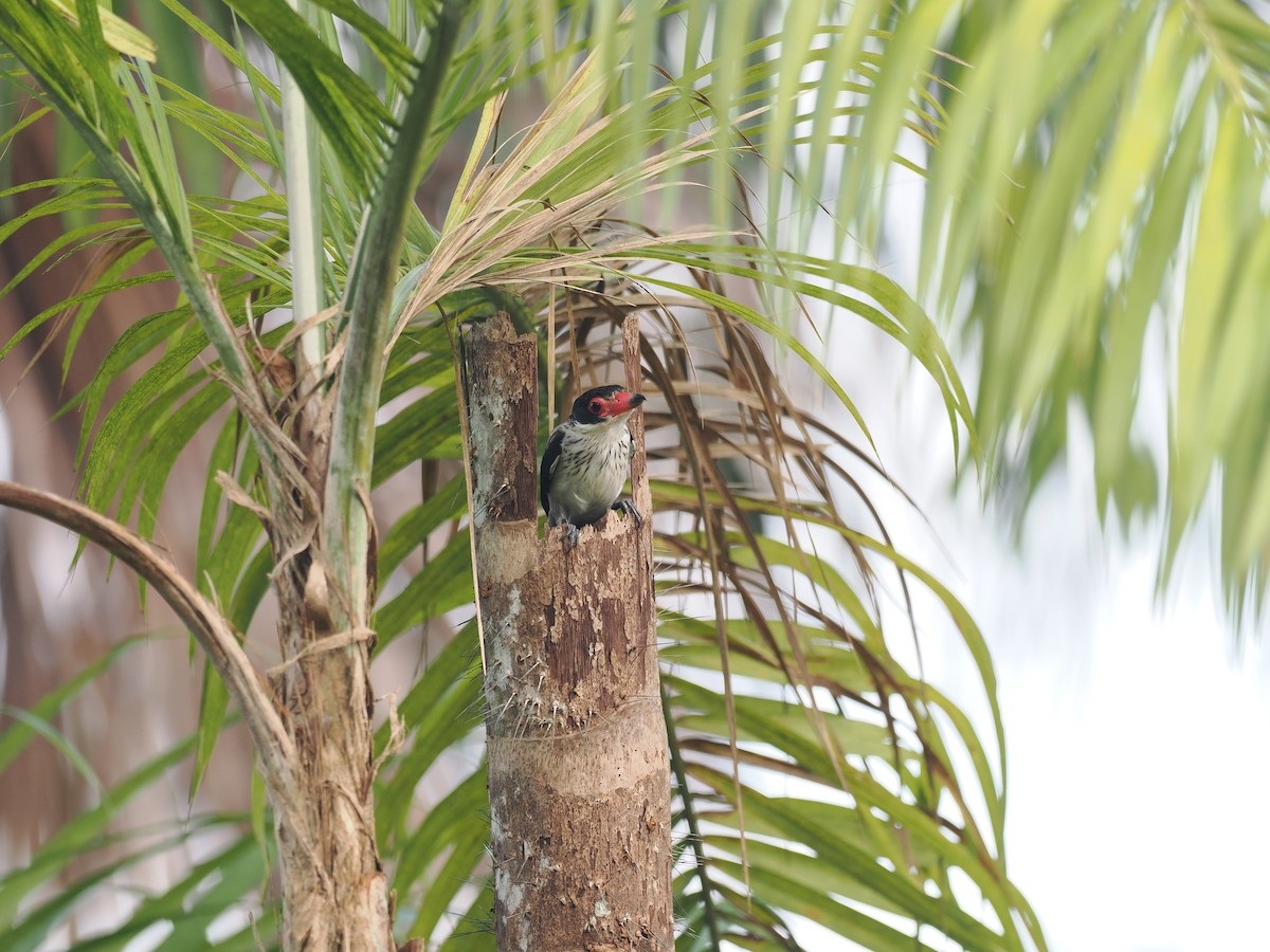 ハグロドリ - ML645711061