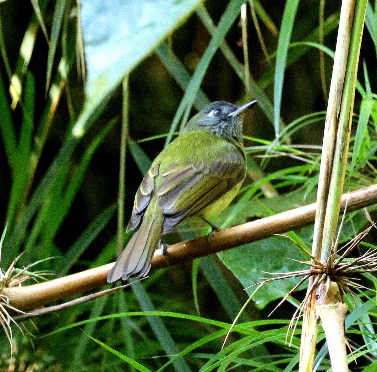 オリーブハエトリ - ML645711062