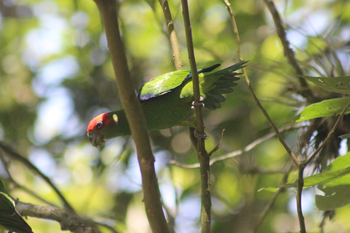 ヒガシラインコ - ML645711063