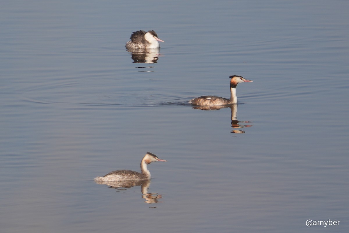 カンムリカイツブリ - ML645711065