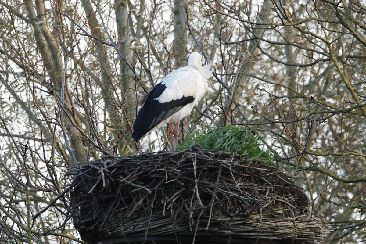 シュバシコウ - ML645711066