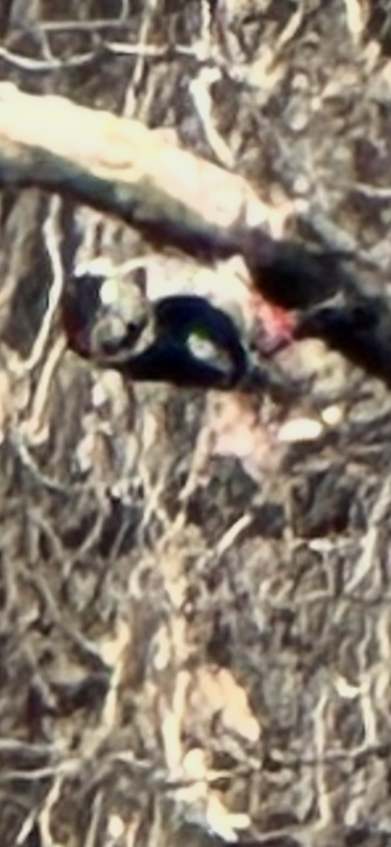 アカゲラ - ML645711069