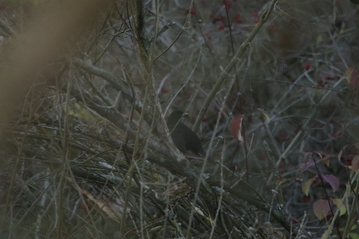 ニシクロウタドリ - ML645711070