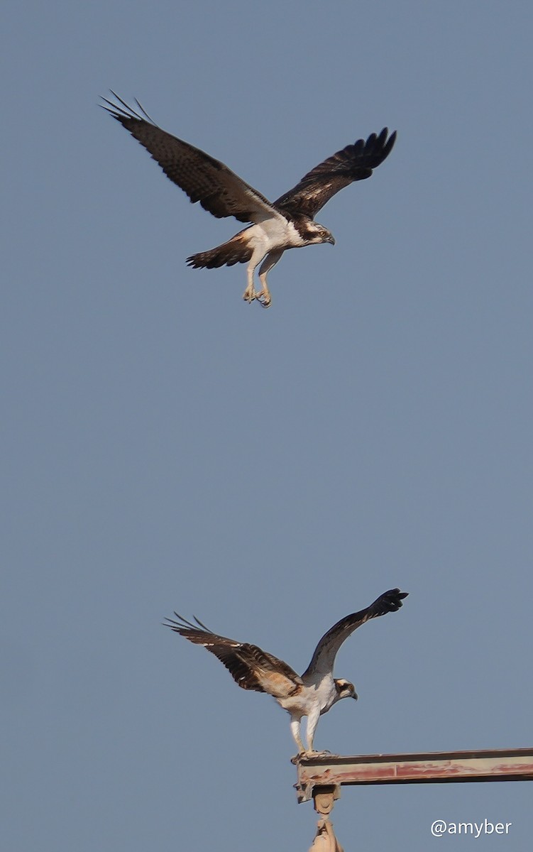 ミサゴ（haliaetus） - ML645711072