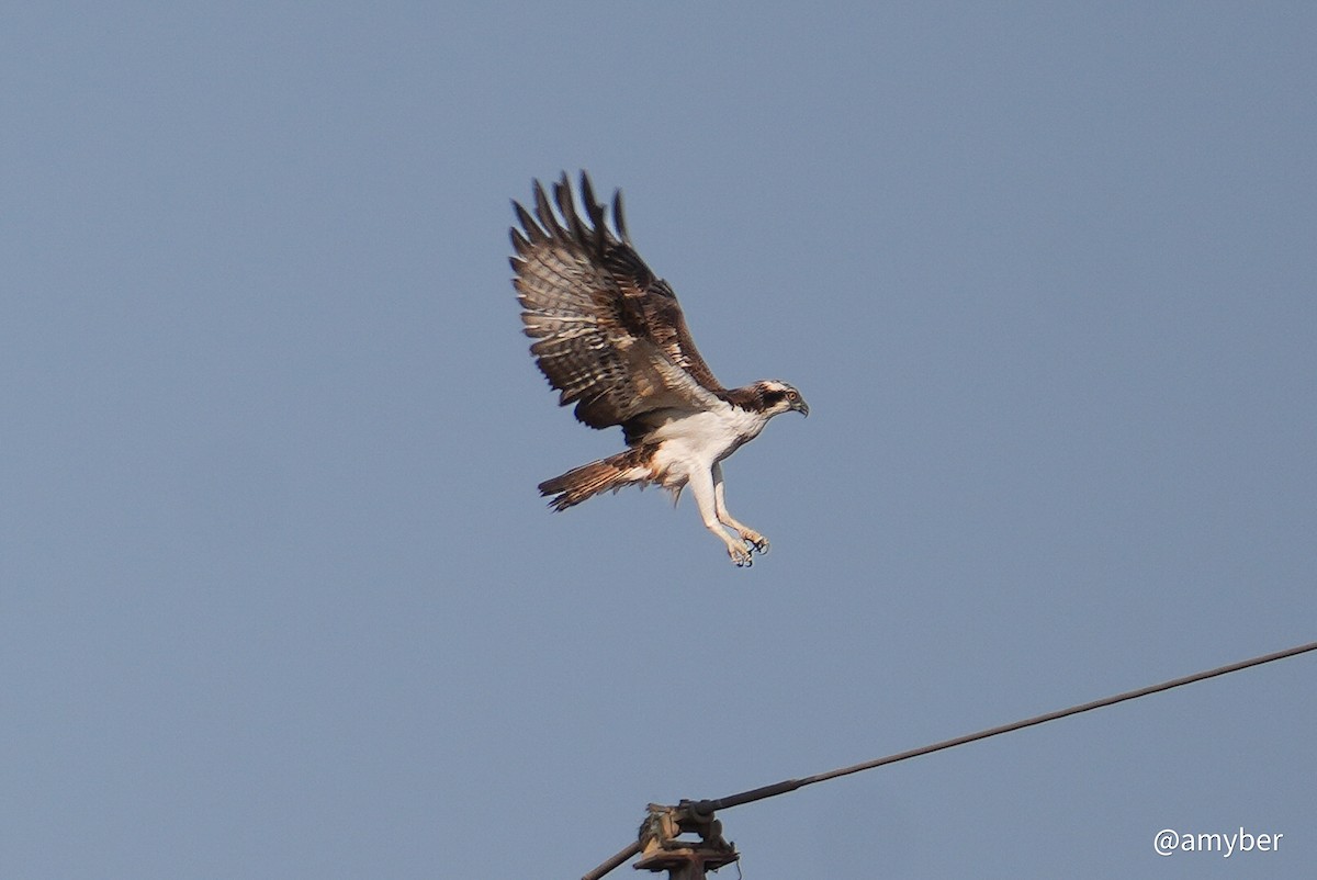 ミサゴ（haliaetus） - ML645711074