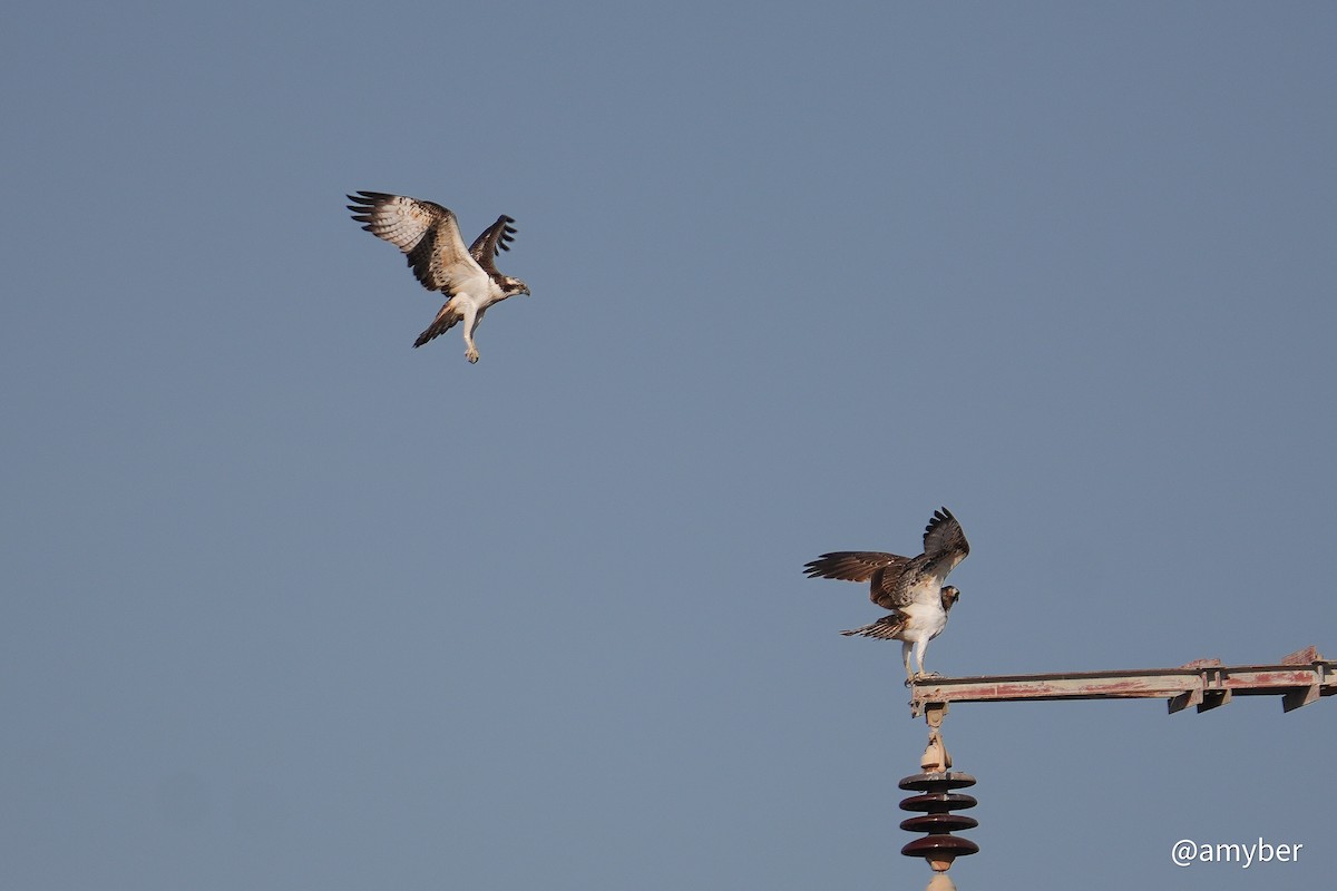 ミサゴ（haliaetus） - ML645711075