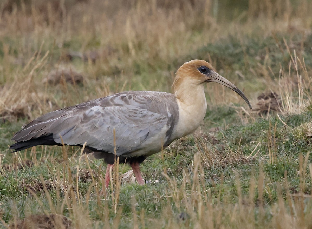 アンデストキ - ML645711076