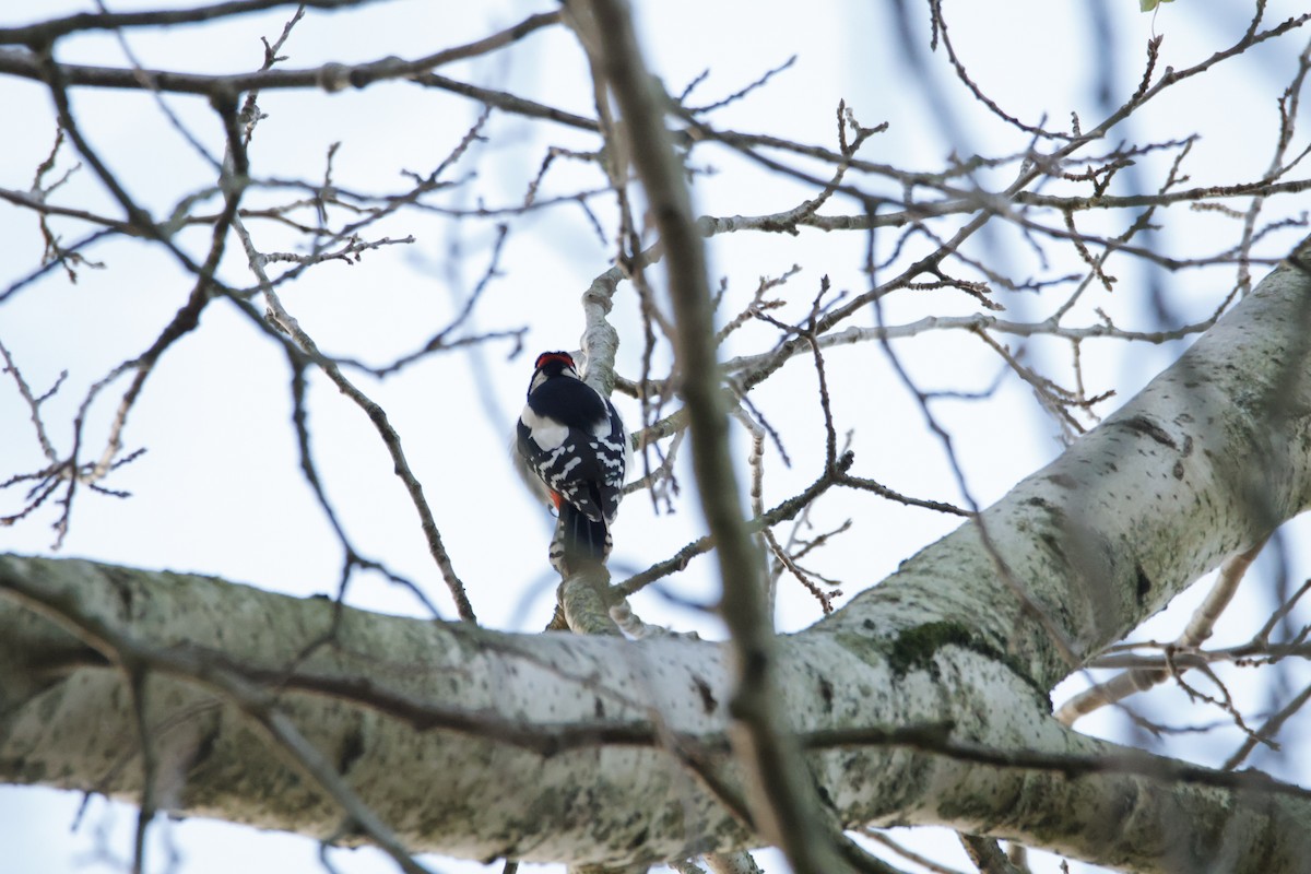 アカゲラ - ML645711077