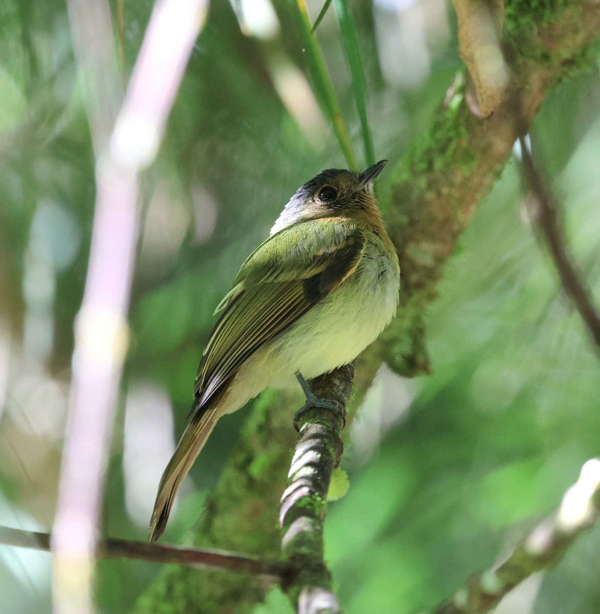 チャムネハエトリ - ML645711080