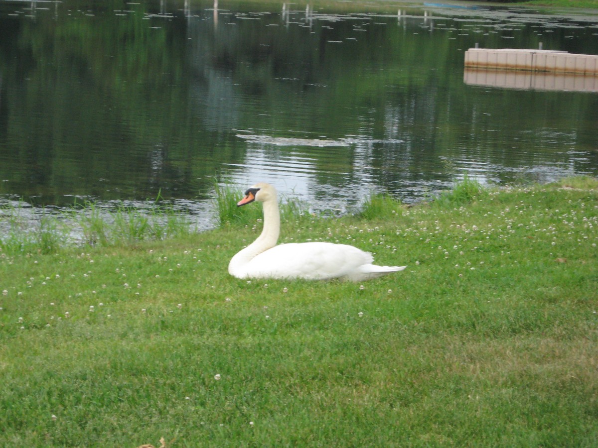 Mute Swan - ML645711082
