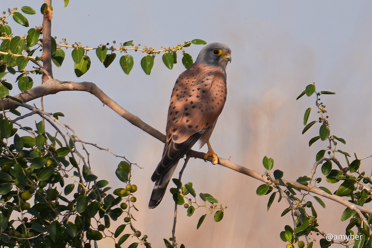 チョウゲンボウ - ML645711083