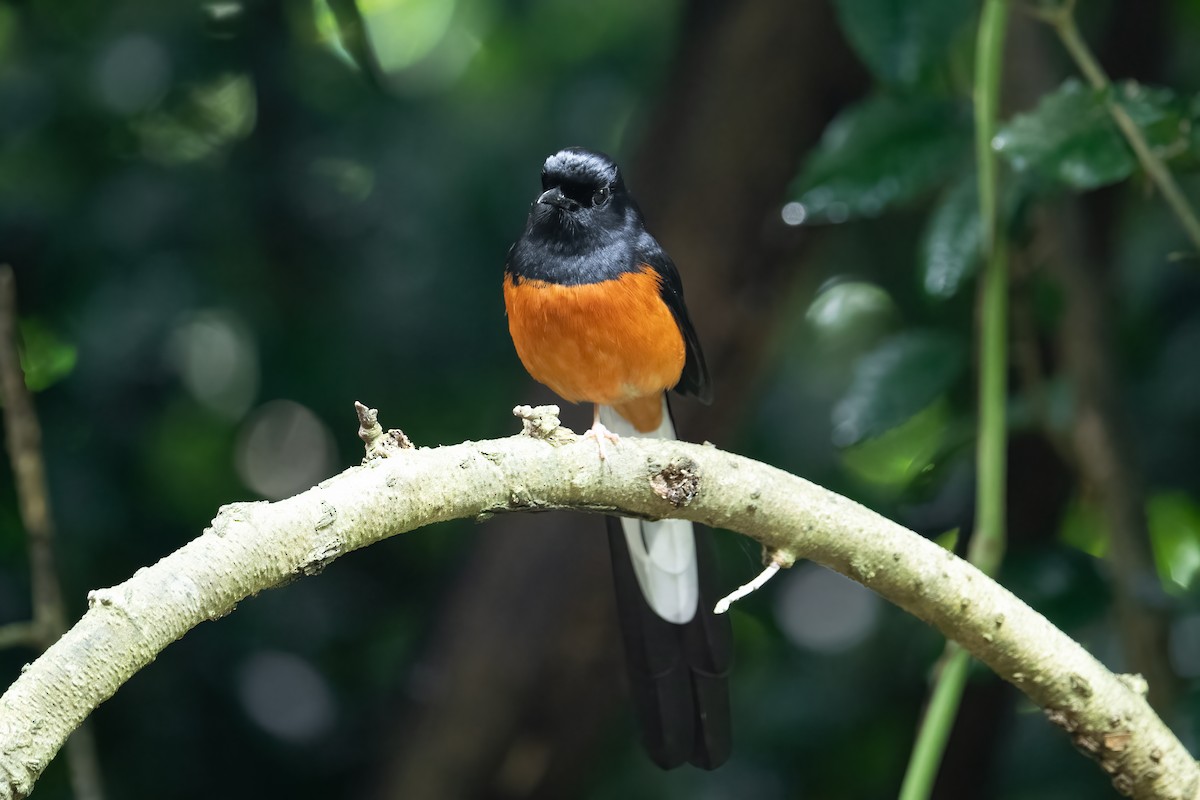 アカハラシキチョウ - ML645711086