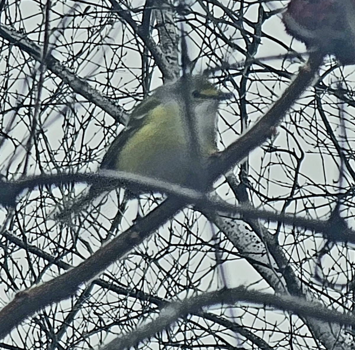 White-eyed Vireo - ML645711087